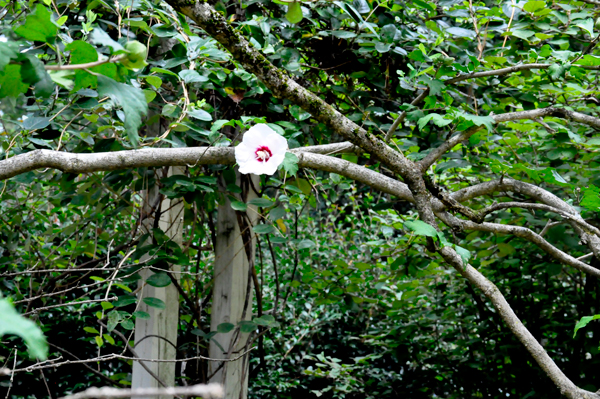 One lonely flower on a tree branch