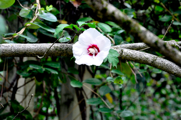 One lonely flower on a tree branch