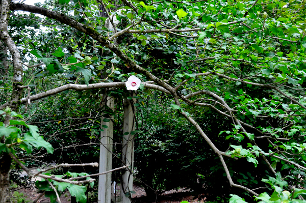 One lonely flower on a tree branch