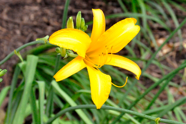 yellow flower