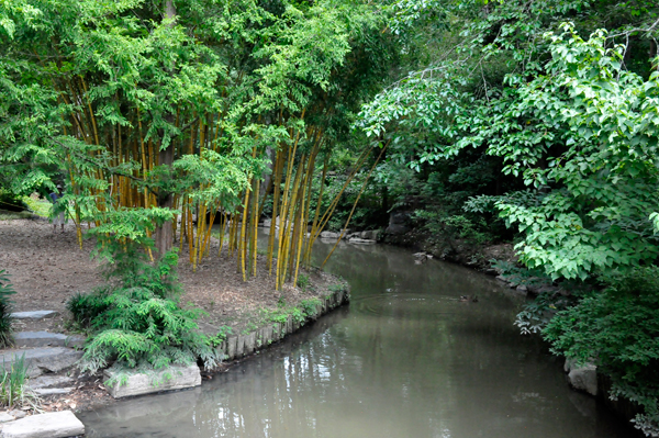 pond and ducks