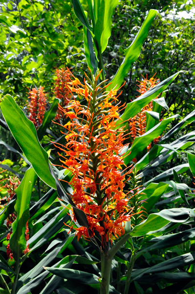 bottle brush flower