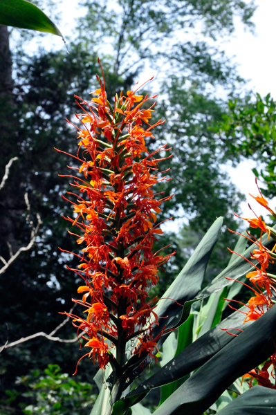 bottle bnrush flower