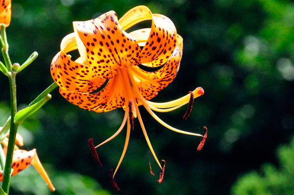 Tiger Lily