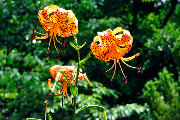 Tiger Lillies