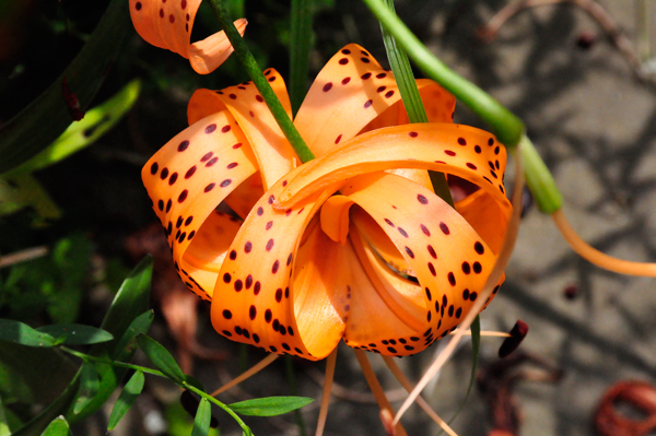 Tiger Lily