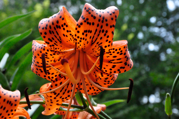 Tiger Lily