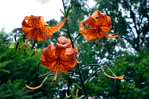 Tiger Lillies