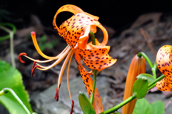 Tiger Lily