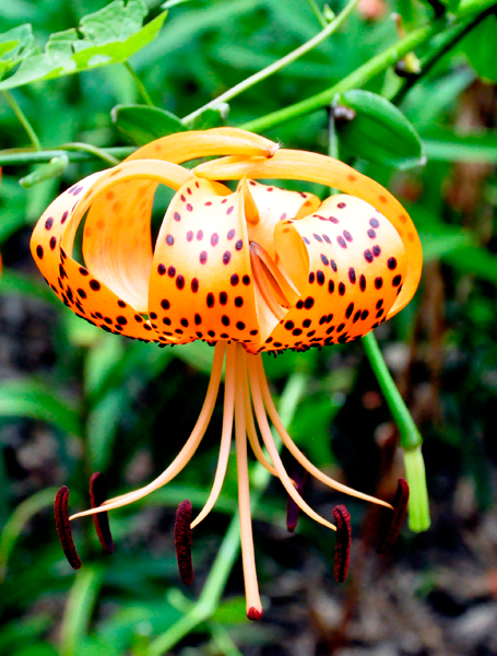 Tiger Lily