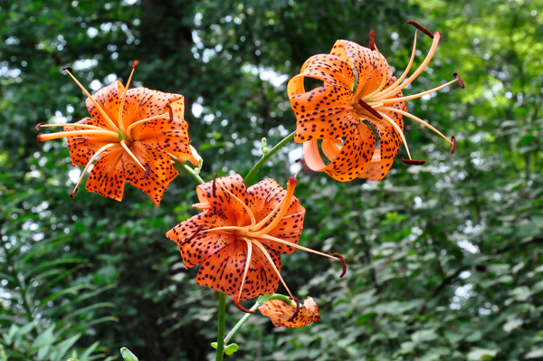 Tiger Lillies