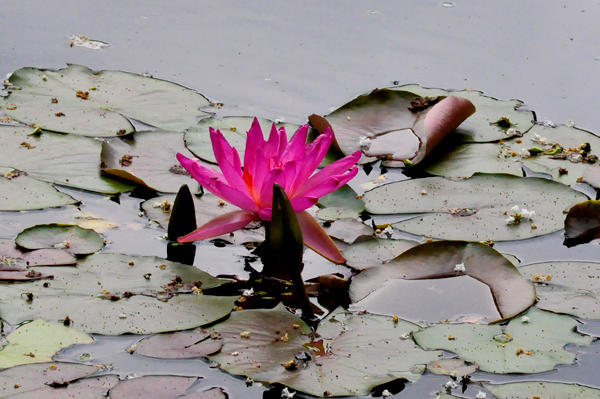 Lily pond