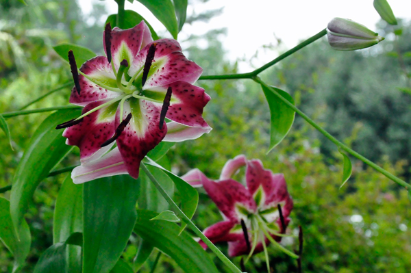 Tiger Lillies