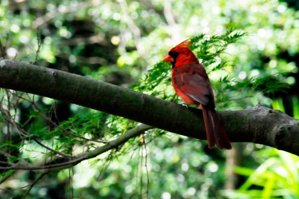 cardinal bird in a tree