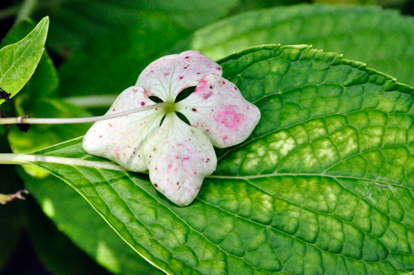 upside-down flower