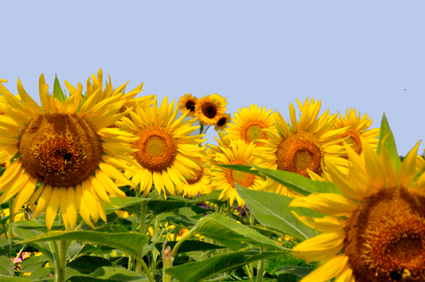 sunflowers and bees
