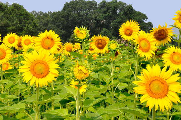 sunflowers
