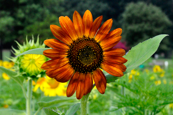 Red sunflower close-up