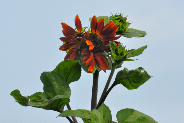 red sunflower