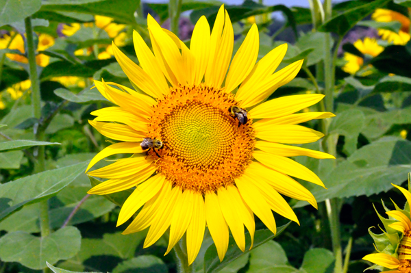 sunflower and bees