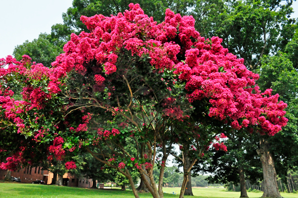 red flowering trees