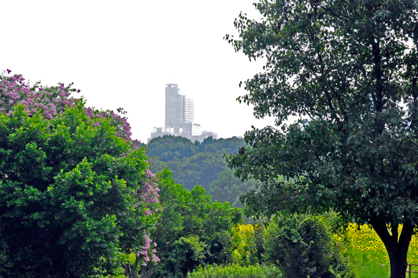 Raleigh skyline
