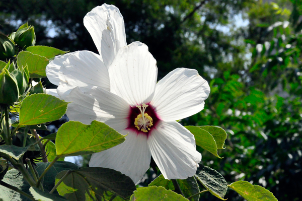 flowers