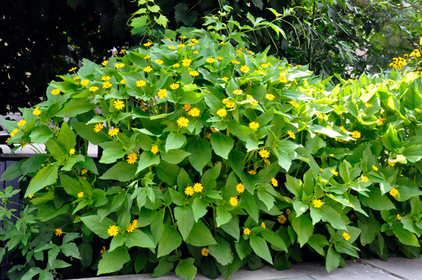 flowering bush