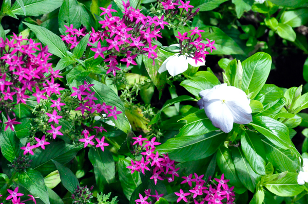 Flowers at Glencairn Garden