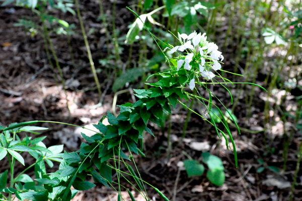 Flower at Glencairn Garden