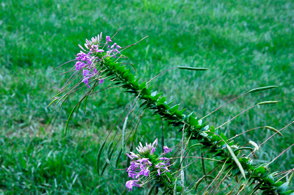 Flowers at Glencairn Garden