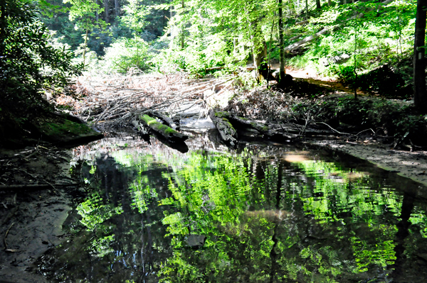 the trail besides some flowing water