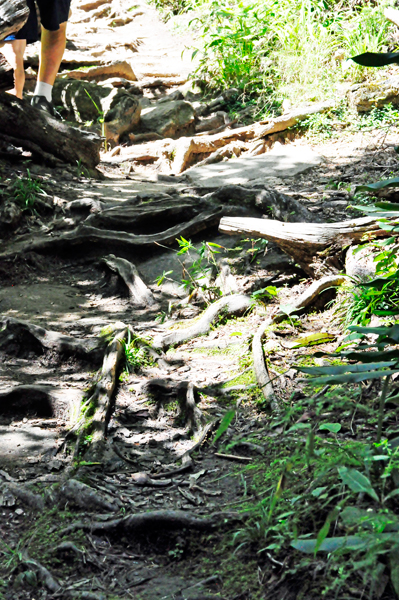 nasty tree roots to maneuver through