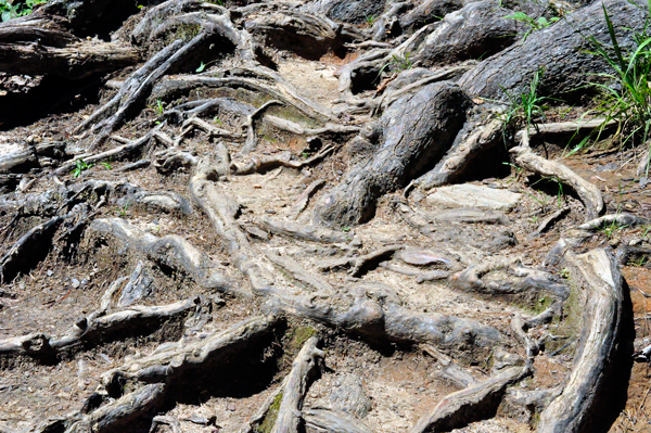 nasty tree roots to maneuver through