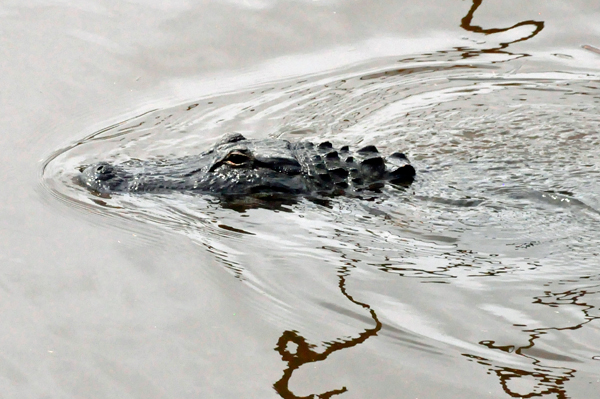 An Alligator