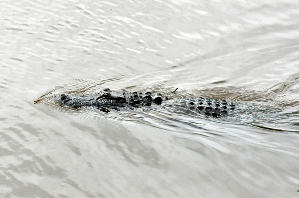 An Alligator