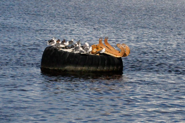 birds on a tire