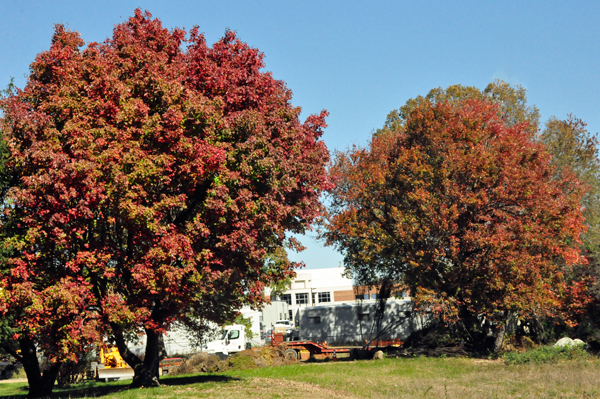 fall colors in Boone NC