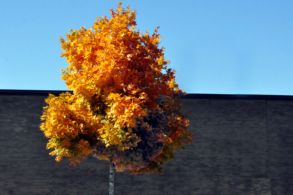 fall colors in Boone NC