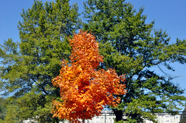 fall colors in Boone NC