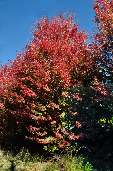 fall colors in Boone NC