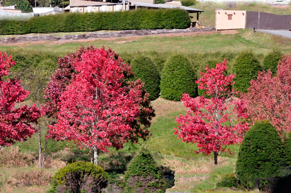 fall colors in Boone NC