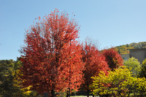 fall colors in Boone NC