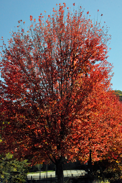 fall colors in Boone NC