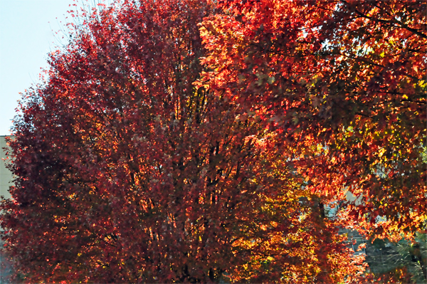 fall colors in Boone NC