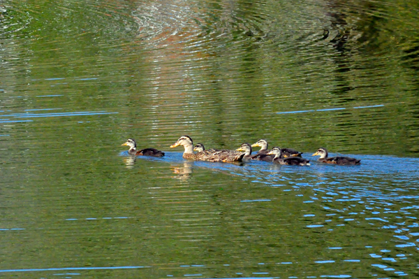 ducks