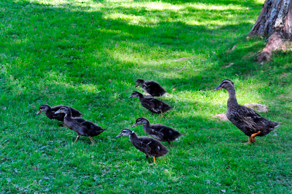 ducks