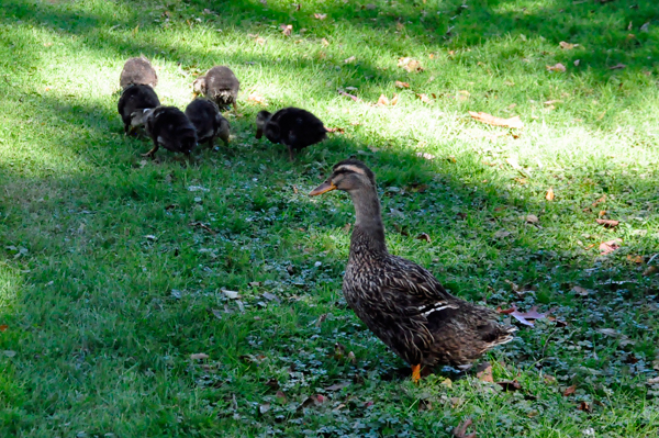 ducks