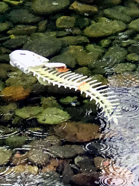 skeleton fish