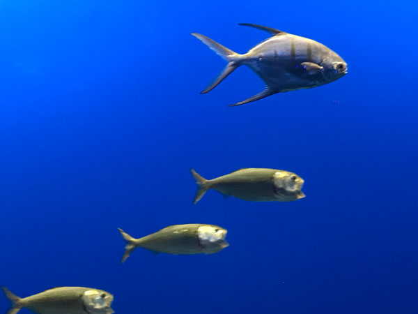 Palometa fish